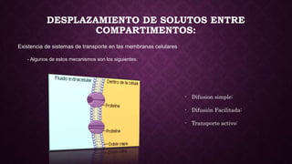 DESPLAZAMIENTO DE SOLUTOS ENTRE
COMPARTIMENTOS:
Existencia de sistemas de transporte en las membranas celulares
- Algunos de estos mecanismos son los siguientes:
- Difusion simple:
- Difusión Facilitada:
- Transporte activo:
 