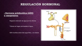 REGULACIÓN HORMONAL
- Hormona antidiurética (ADH)
o vasopresina:
Regula la retención de agua por los riñones
Túbulos se hagan permeables al agua,
ADH moviliza sobre todo agua libre, y no solutos
 