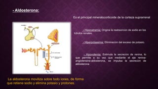 - Aldosterona:
Es el principal mineralocorticoide de la corteza suprarrenal
La aldosterona moviliza sobre todo iones, de forma
que retiene sodio y elimina potasio y protones.
› Hiponatremia: Origina la reabsorción de sodio en los
túbulos renales.
› Hiperpotasemia: Eliminación del exceso de potasio.
› Hipovolemia: Estimula la secreción de renina, lo
que permite a su vez que mediante el eje renina-
angiotensina-aldosterona, se impulsa la secreción de
aldosterona
 