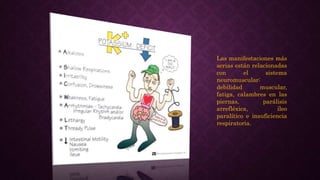 Las manifestaciones más
serias están relacionadas
con el sistema
neuromuscular:
debilidad muscular,
fatiga, calambres en las
piernas, parálisis
arrefléxica, íleo
paralítico e insuficiencia
respiratoria.
 