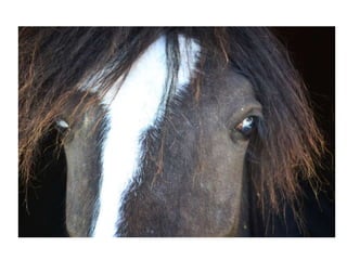 Equine Presentation