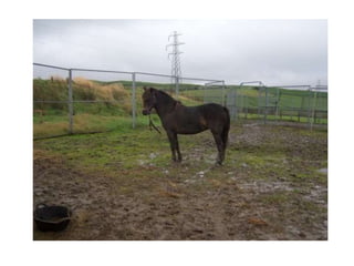 Equine Presentation