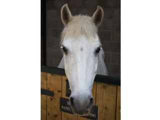 Equine Presentation