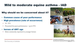 Equine Asthma Syndrome: A common cause of poor performance #horsehealth ...