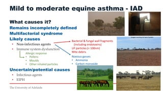 Equine Asthma Syndrome: A common cause of poor performance #horsehealth ...