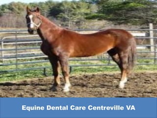 Equine Dental Care Centreville VA
 