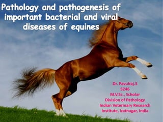 Dr. Pavulraj.S
5246
M.V.Sc., Scholar
Division of Pathology
Indian Veterinary Research
Institute, Izatnagar, India
 