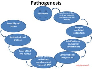 Pathogenesis
Attachment of virus
to airway epithelial
cells(HA to Sialic acid
residue)
Receptor
mediated
endocytosis
Acidification of
endosomal
compartment
Conformational
change of HAFusion of viral
and cellular
membrane and
release of RNP
Entry of RNP
into nucleus
Synthesis of viral
proteins
Assembly and
release
Inhalation
Ljubo Barbic et.al.,
 