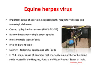 Equine herpes virus
• Important cause of abortion, neonatal death, respiratory disease and
neurological diseases
• Caused by Equine herpesvirus (EHV1 &EHV4)
• Narrow host range – single target species
• Infect multiple types of cells
• Lytic and latent cycle
• Latency – trigeminal ganglia and CD8+ cells
• EHV-1 - major cause of neonatal foal mortality in a number of breeding
studs located in the Haryana, Punjab and Uttar Pradesh States of India.
Tiwari S.C, et al.,
 