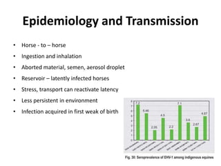 Epidemiology and Transmission
• Horse - to – horse
• Ingestion and inhalation
• Aborted material, semen, aerosol droplet
• Reservoir – latently infected horses
• Stress, transport can reactivate latency
• Less persistent in environment
• Infection acquired in first weak of birth
 