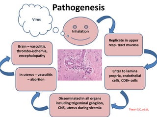 Pathogenesis
Inhalation
Replicate in upper
resp. tract mucosa
In uterus – vasculitis
– abortion
Disseminated in all organs
including trigeminal ganglion,
CNS, uterus during viremia
Enter to lamina
propria, endothelial
cells, CD8+ cells
Brain – vasculitis,
thrombo-ischemia,
encephalopathy
Virus
Tiwari S.C, et al.,
 