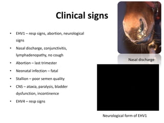 Clinical signs
• EHV1 – resp signs, abortion, neurological
signs
• Nasal discharge, conjunctivitis,
lymphadenopathy, no cough
• Abortion – last trimester
• Neonatal infection – fatal
• Stallion – poor semen quality
• CNS – ataxia, paralysis, bladder
dysfunction, incontinence
• EHV4 – resp signs
Neurological form of EHV1
Nasal discharge
 