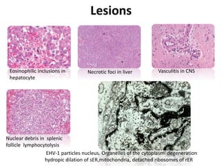 Lesions
Necrotic foci in liverEosinophilic inclusions in
hepatocyte
Vasculitis in CNS
Nuclear debris in splenic
follicle lymphocytolysis
EHV-1 particles nucleus. Organelles of the cytoplasm degeneration
hydropic dilation of sER,mitochondria, detached ribosomes of rER
 