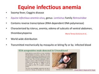 Equine infectious anemia
• Swamp fever, Coggins disease
• Equine infectious anemia virus, genus Lentivirus Family Retroviridae
• Contains reverse transcriptase (RNA dependent DNA polymerase)
• Characterized by icterus, anemia, edema of subcutis of ventral abdomen,
thrombocytopenia
• World wide distribution
• Transmitted mechanically by mosquito or biting fly or by infected blood
Maria Teresa Scicluna et al.,
 