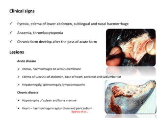 Clinical signs
 Pyrexia, edema of lower abdomen, sublingual and nasal haemorrhage
 Anaemia, thrombocytopenia
 Chronic form develop after the pass of acute form
Lesions
Acute disease
 Icterus, haemorrhages on serous membrane
 Edema of subcutis of abdomen, base of heart, perirenal and sublumbar fat
 Hepatomegaly, splenomegaly, lympadenopathy
Chronic disease
 Hypertrophy of spleen and bone marrow
 Heart – haemorrhage in epicardium and pericardium
Spyrou et al.,
 