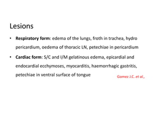 Lesions
• Respiratory form: edema of the lungs, froth in trachea, hydro
pericardium, oedema of thoracic LN, petechiae in pericardium
• Cardiac form: S/C and I/M gelatinous edema, epicardial and
endocardial ecchymoses, myocarditis, haemorrhagic gastritis,
petechiae in ventral surface of tongue Gomez J.C. et al.,
 