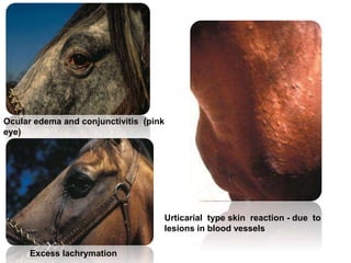 Ocular edema and conjunctivitis (pink
eye)
Excess lachrymation
Urticarial type skin reaction - due to
lesions in blood vessels
 