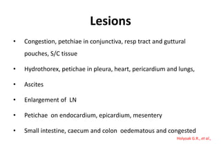 Lesions
• Congestion, petchiae in conjunctiva, resp tract and guttural
pouches, S/C tissue
• Hydrothorex, petichae in pleura, heart, pericardium and lungs,
• Ascites
• Enlargement of LN
• Petichae on endocardium, epicardium, mesentery
• Small intestine, caecum and colon oedematous and congested
Holyoak G.R., et al.,
 