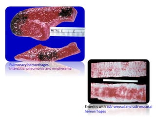 Pulmonary hemorrhages
Interstitial pneumonia and emphysema
Enteritis with sub-serosal and sub-mucosal
hemorrhages
 
