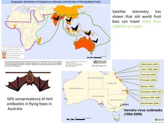 50% seroprevalence of HeV
antibodies in flying foxes in
Australia
Satellite telemetry has
shown that old world fruit
bats can travel more than
2000 km in 1 year
 