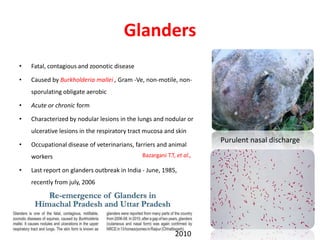 Glanders
• Fatal, contagious and zoonotic disease
• Caused by Burkholderia mallei , Gram -Ve, non-motile, non-
sporulating obligate aerobic
• Acute or chronic form
• Characterized by nodular lesions in the lungs and nodular or
ulcerative lesions in the respiratory tract mucosa and skin
• Occupational disease of veterinarians, farriers and animal
workers
• Last report on glanders outbreak in India - June, 1985,
recently from july, 2006
Purulent nasal discharge
2010
Bazargani T.T, et al.,
 