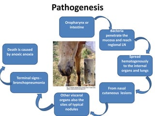 Pathogenesis
Oropharynx or
intestine
Bacteria
penetrate the
mucosa and reach
regional LN
Spread
hematogenously
to the internal
organs and lungs
From nasal
cutaneous lesions
Other visceral
organs also the
sites of typical
nodules
Terminal signs -
bronchopneumonia
Death is caused
by anoxic anoxia
 