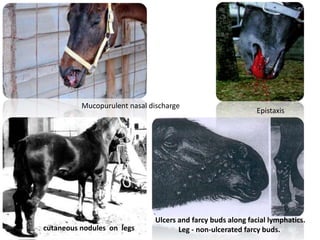 Mucopurulent nasal discharge
cutaneous nodules on legs
Ulcers and farcy buds along facial lymphatics.
Leg - non-ulcerated farcy buds.
Epistaxis
 