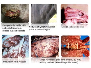 Enlarged submaxillary LN
and nodules rupture,
release pus and ulcerate
Nodules of lymphatic vessel
tracts in cervical region
Nodules in nasal mucosa
Lungs numerous gray, hard, small (2-10 mm)
milliary nodules (resembling millet seeds)
Erosion in nasal mucosa
 
