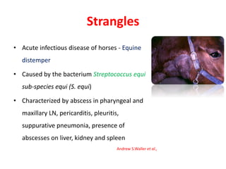Strangles
• Acute infectious disease of horses - Equine
distemper
• Caused by the bacterium Streptococcus equi
sub-species equi (S. equi)
• Characterized by abscess in pharyngeal and
maxillary LN, pericarditis, pleuritis,
suppurative pneumonia, presence of
abscesses on liver, kidney and spleen
Andrew S.Waller et al.,
 