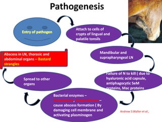 Pathogenesis
Attach to cells of
crypts of lingual and
palatile tonsils
Mandibular and
suprapharyngeal LN
Failure of N to kill ( due to
hyaluronic acid capsule,
antiphagocytic SeM
proteins, Mac proteins
Bacterial enzymes –
Streptolysin, Streptokinase –
cause abscess formation ( By
damaging cell membrane and
activating plasminogen
Spread to other
organs
Abscess in LN, thorasic and
abdominal organs – Bastard
strangles
Andrew S.Waller et al.,
 