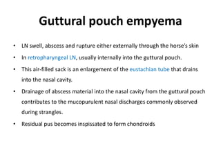Guttural pouch empyema
• LN swell, abscess and rupture either externally through the horse’s skin
• In retropharyngeal LN, usually internally into the guttural pouch.
• This air-filled sack is an enlargement of the eustachian tube that drains
into the nasal cavity.
• Drainage of abscess material into the nasal cavity from the guttural pouch
contributes to the mucopurulent nasal discharges commonly observed
during strangles.
• Residual pus becomes inspissated to form chondroids
 