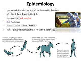 Epidemiology
• Low transmission rate – not persist in environment for long time
• I.P – 5 to 10 days, disease last for 2 days
• Low morbidity, high mortality
• BSL-4 pathogen
• Human infection form infected horse
• Horse – nasopharynx inoculation. Shed virus in urinary tract
 