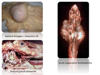 Guttural pouch empyema
Acute suppurative lymphadenitis
Bastard strangles – mesentric LN
 