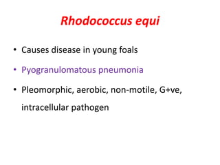 Rhodococcus equi
• Causes disease in young foals
• Pyogranulomatous pneumonia
• Pleomorphic, aerobic, non-motile, G+ve,
intracellular pathogen
 