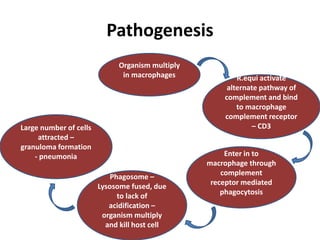 Pathogenesis
Organism multiply
in macrophages R.equi activate
alternate pathway of
complement and bind
to macrophage
complement receptor
– CD3Large number of cells
attracted –
granuloma formation
- pneumonia Enter in to
macrophage through
complement
receptor mediated
phagocytosis
Phagosome –
Lysosome fused, due
to lack of
acidification –
organism multiply
and kill host cell
 