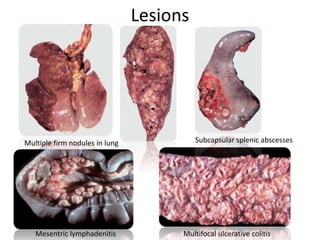 Lesions
Mesentric lymphadenitis Multifocal ulcerative colitis
Subcapsular splenic abscessesMultiple firm nodules in lung
 