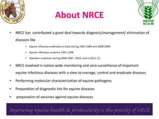 About NRCE
• NRCE has contributed a great deal towards diagnosis/management/ elimination of
diseases like
• Equine influenza outbreaks in India during 1987-1989 and 2008-2009
• Equine infectious anaemia 1991-1998
• Glanders outbreaks during 2006-2007, 2010, and in 2011-12.
• NRCE involved in nation-wide monitoring and sero-surveillance of important
equine infectious diseases with a view to manage, control and eradicate diseases
• Performing molecular characterization of equine pathogens
• Preparation of diagnostic kits for equine diseases
• preparation of vaccines against equine diseases
 