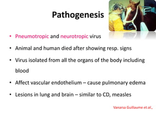 Pathogenesis
• Pneumotropic and neurotropic virus
• Animal and human died after showing resp. signs
• Virus isolated from all the organs of the body including
blood
• Affect vascular endothelium – cause pulmonary edema
• Lesions in lung and brain – similar to CD, measles
Vanarsa Guillaume et.al.,
 