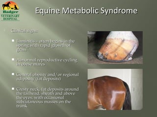 Equine Metabolic Syndrome

   Clinical signs:

       Laminitis – often begins in the
        spring with rapid growth of
        grass

       Abnormal reproductive cycling
        in obese mares

       General obesity and/or regional
        adiposity (fat deposits)

       Cresty neck, fat deposits around
        the tailhead, sheath and above
        the eyes, with occasional
        subcutaneous masses on the
        trunk
 