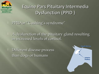 Equine Pars Pituitary Intermedia
               Dysfunction (PPID )
   PPID or “Cushing’s syndrome”

   A dysfunction of the pituitary gland resulting
    in increased levels of cortisol.

   Different disease process
    than dogs or humans
 