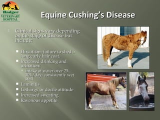 Equine Cushing’s Disease
   Clinical signs vary depending
    on the stage of disease but
    include:

       Hirsutism- failure to shed a
        long curly hair coat.
       Increased drinking and
        urination;
         intake of water over 25-
          30L/day; consistently wet
          stall
       Laminitis
       Lethargy or docile attitude
       Increased sweating
       Ravenous appetite
 
