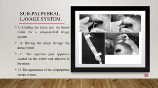 Palbebral Injection eye affections and Equine eye worm .pptx