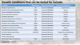 ©2016 Arreton Arabians
Genetic conditions that can be tested for include:
Condition Abbreviation Dominant/Recessive Breed first identified in
Malignant Hyperthermia MH Autosomal Dominant Quarter Horse
Polysaccharide Storage Myopathy Type 1 PSSM1 Autosomal Dominant Several
Foal Immunodeficiency Syndrome FIS Autosomal Recessive Fell Pony
Overo Lethal White Syndrome OLWS Autosomal Recessive Several
Cerebellar Abiotrophy CA Autosomal Recessive Arabian
Severe Combined Immune Deficiency SCID Autosomal Recessive Arabian
Lavender Foal Syndrome LFS Autosomal Recessive Arabian
Hereditary Equine Regional Dermal Asthenia HERDA Autosomal Recessive Quarter Horse
Hyperkalemic Periodic Paralysis HYPP Autosomal Dominant Quarter Horse
Glycogen Branching Enzyme Deficiency GBED Autosomal Recessive Several
Hoof Wall Separation Disease HWSD Autosomal Recessive Connemara
Junctional Epidermolysis Bullosa JEB1/JEB2 Autosomal Recessive Draught Horses/Saddlebreds
Friesian Dwarfism Autosomal Recessive Friesian
Friesian Hydrocephalus Autosomal Recessive Friesian
Warmblood Fragile Foal Syndrome WFFS Autosomal Recessive Warmblood
 
