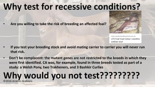 ©2016 Arreton Arabians
Why test for recessive conditions?
• Are you willing to take the risk of breeding an affected foal?
• If you test your breeding stock and avoid mating carrier to carrier you will never run
that risk.
• Don’t be complacent: the mutant genes are not restricted to the breeds in which they
were first identified. CA was, for example, found in three breeds tested as part of a
study: a Welsh Pony, two Trakheners, and 3 Bashkir Curlies
Why would you not test?????????
 