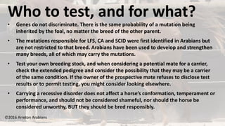 ©2016 Arreton Arabians
Who to test, and for what?
• Genes do not discriminate. There is the same probability of a mutation being
inherited by the foal, no matter the breed of the other parent.
• The mutations responsible for LFS, CA and SCID were first identified in Arabians but
are not restricted to that breed. Arabians have been used to develop and strengthen
many breeds, all of which may carry the mutations.
• Test your own breeding stock, and when considering a potential mate for a carrier,
check the extended pedigree and consider the possibility that they may be a carrier
of the same condition. If the owner of the prospective mate refuses to disclose test
results or to permit testing, you might consider looking elsewhere.
• Carrying a recessive disorder does not affect a horse’s conformation, temperament or
performance, and should not be considered shameful, nor should the horse be
considered unworthy, BUT they should be bred responsibly.
 