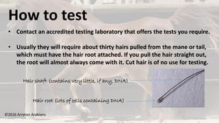 ©2016 Arreton Arabians
How to test
• Contact an accredited testing laboratory that offers the tests you require.
• Usually they will require about thirty hairs pulled from the mane or tail,
which must have the hair root attached. If you pull the hair straight out,
the root will almost always come with it. Cut hair is of no use for testing.
Hair shaft (contains very little, if any, DNA)
Hair root (lots of cells containing DNA)
 