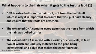 ©2016 Arreton Arabians
What happens to the hair when it gets to the testing lab? (1)
• DNA is extracted from the hair root, not from the hair itself,
which is why it is important to ensure that you pull hairs cleanly
and ensure that the roots are attached.
• The extracted DNA contains every gene that the horse from which
the hair was pulled carries.
• The extracted DNA is mixed with a variety of chemicals, at least
two of which are uniquely matched to the gene being
investigated, and a dye that makes the gene fluoresce.
 
