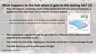 ©2016 Arreton Arabians
What happens to the hair when it gets to the testing lab? (3)
• Next, the mixture, containing copies of the normal and defective genes (if present), is
applied to a thin slab of gel, and an electric current is applied
An electrophoresis tank. The samples are added to small
wells at the top of the gel and an electric current applied.
• The copied genes migrate through the gel under the influence of the electric current,
separating out according to size.
• The smaller the size of the copied gene, the faster and further it moves through the gel
• The DNA fluoresces and is visible under UV light
 