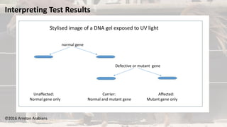 ©2016 Arreton Arabians
Interpreting Test Results
Stylised image of a DNA gel exposed to UV light
normal gene
Defective or mutant gene
Unaffected: Carrier: Affected:
Normal gene only Normal and mutant gene Mutant gene only
 