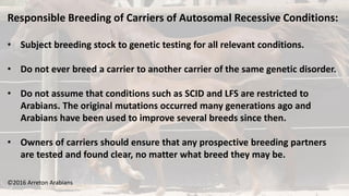 ©2016 Arreton Arabians
Responsible Breeding of Carriers of Autosomal Recessive Conditions:
• Subject breeding stock to genetic testing for all relevant conditions.
• Do not ever breed a carrier to another carrier of the same genetic disorder.
• Do not assume that conditions such as SCID and LFS are restricted to
Arabians. The original mutations occurred many generations ago and
Arabians have been used to improve several breeds since then.
• Owners of carriers should ensure that any prospective breeding partners
are tested and found clear, no matter what breed they may be.
 